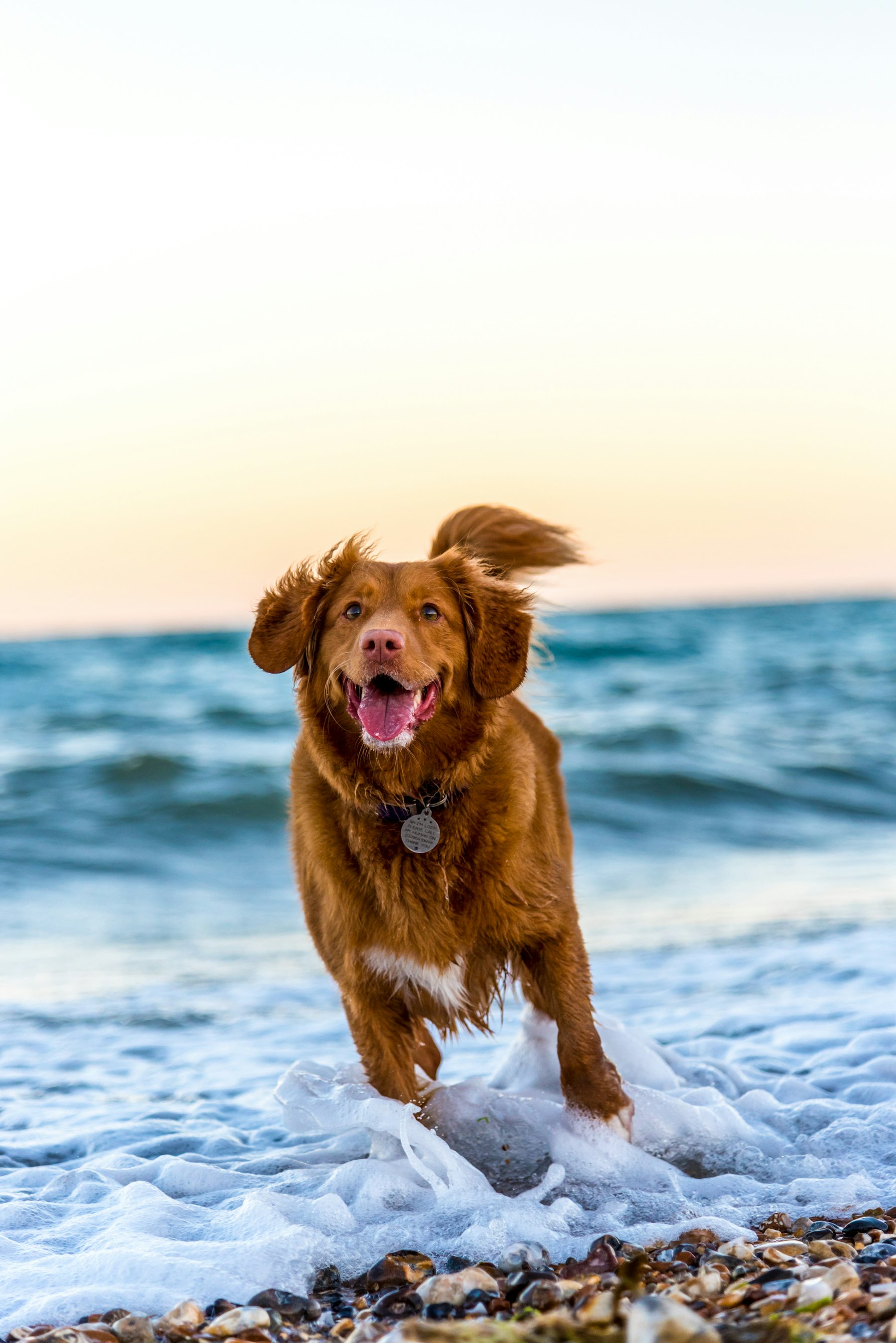 Un cane che corre felice sulla battigia